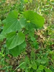 Aristolochia clematitis