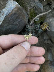 Sedum lanceolatum