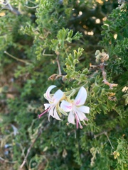 Pelargonium alternans