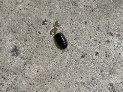 Armadillidiidae