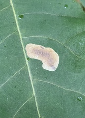 Cameraria caryaefoliella