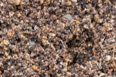 Formicidae