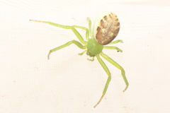 Diaea dorsata