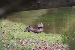 Amazonetta brasiliensis