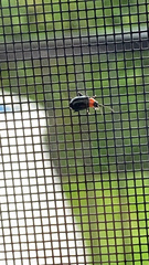 Disonycha xanthomelas