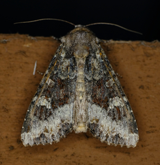 Apamea amputatrix