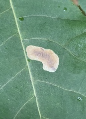 Cameraria caryaefoliella