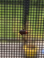 Disonycha xanthomelas