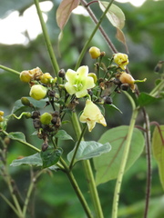 Macrocarpaea macrophylla
