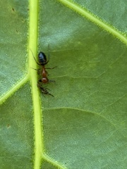 Myrmentoma
