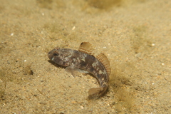 Gobius niger