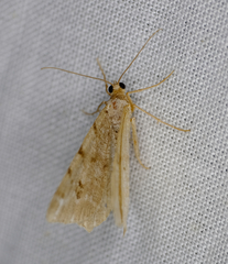 Macaria pinistrobata