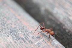 Acromyrmex