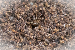 Formicidae
