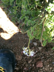 Pelargonium alternans