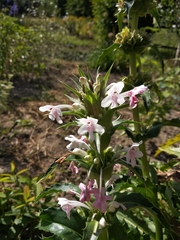 Morina longifolia