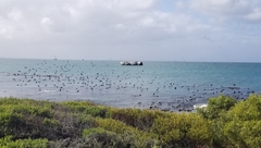 Phalacrocorax capensis