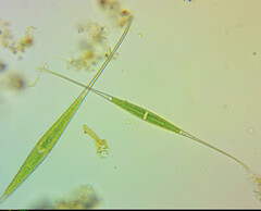 Closterium setaceum