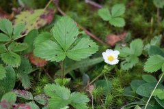 Fragaria