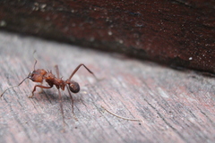 Acromyrmex