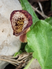 Aristolochia coryi