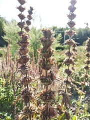 Morina longifolia
