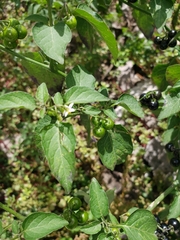 Solanum nigrum