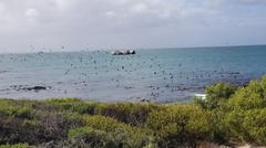 Phalacrocorax capensis