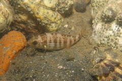 Spondyliosoma cantharus