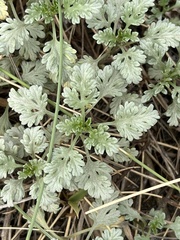 Ambrosia chamissonis