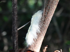 Apatelodes torrefacta