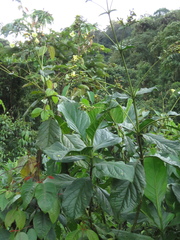 Macrocarpaea macrophylla