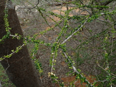 Diospyros