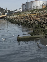 Charadriiformes