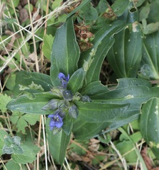 Gentiana cruciata cruciata