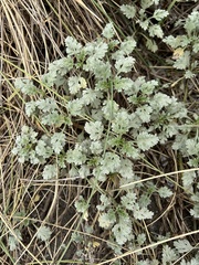 Ambrosia chamissonis