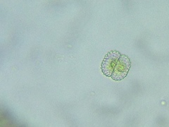 Cosmarium ornatum