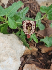 Aristolochia coryi