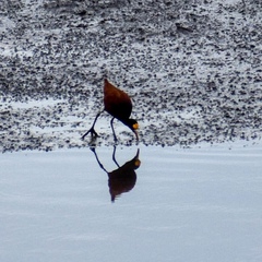 Jacana spinosa
