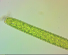 Pleurotaenium trabecula