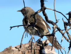 Turdoides hartlaubii