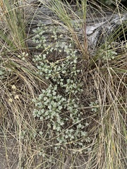 Ambrosia chamissonis