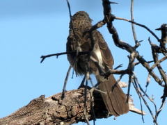 Turdoides hartlaubii