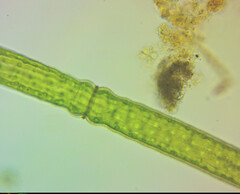 Pleurotaenium trabecula