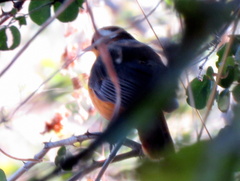 Cossypha heuglini heuglini