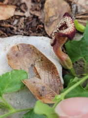 Aristolochia coryi