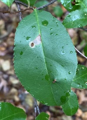 Coptodisca splendoriferella