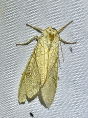 Lophocampa mixta