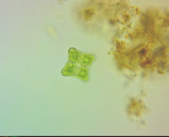 Cosmarium porrectum