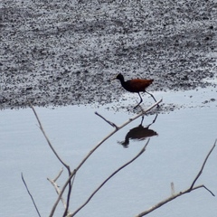 Jacana spinosa